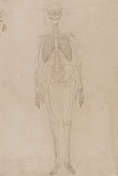 Étude de la figure humaine, vue antérieure, d