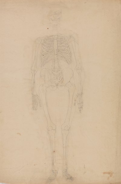 Étude de la figure humaine, vue antérieure, d