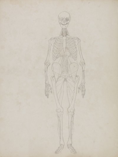 Étude de la figure humaine, vue antérieure, de 