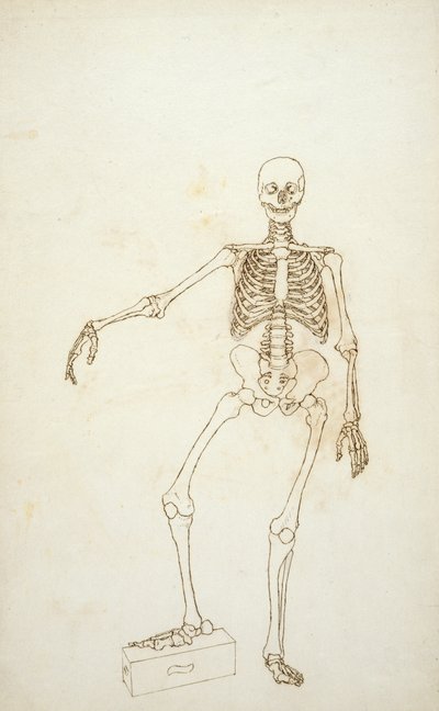 Étude de la figure humaine, vue antérieure, de 