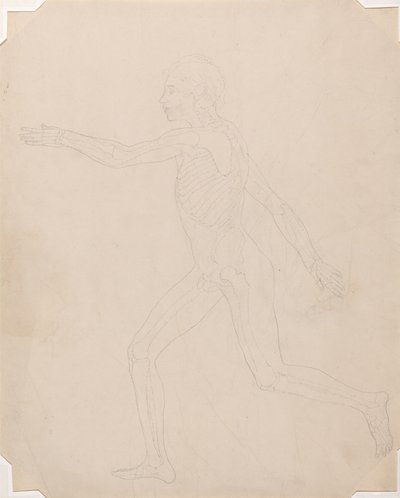 Étude de la Figure Humaine, Vue Latérale, d