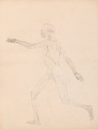 Étude de la figure humaine, vue latérale, diagramme pour clé de la table XIII, de A Comparative Anatomical Exposition of the Structure of the Human Body with that of a Tiger and a Common Fowl - George Stubbs