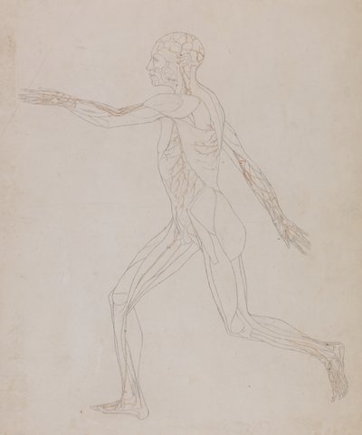 Étude de la figure humaine, vue latérale, d