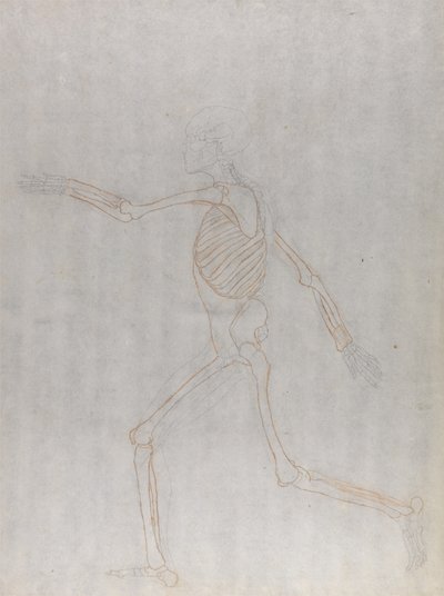 Étude de la Figure Humaine, Vue Latérale, d