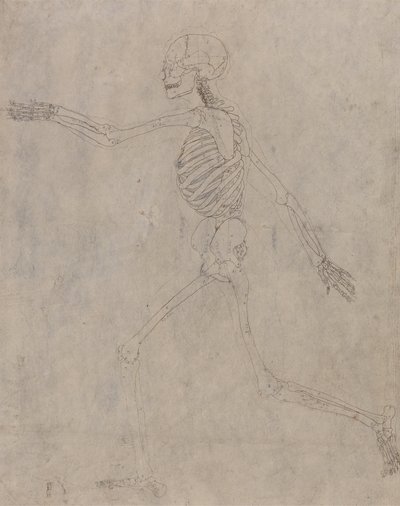Étude de la Figure Humaine, Vue Latérale, d