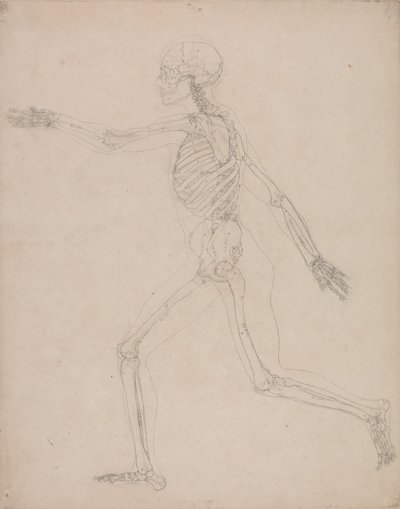Étude de la Figure Humaine, Vue Latérale, d