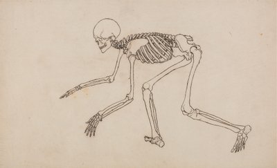 Étude de la Figure Humaine, Vue Latérale, d