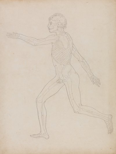 Étude de la figure humaine, vue latérale, de A Comparative Anatomical Exposition of the Structure of the Human Body with that of a Tiger and a Common Fowl, 1795-1806 - George Stubbs