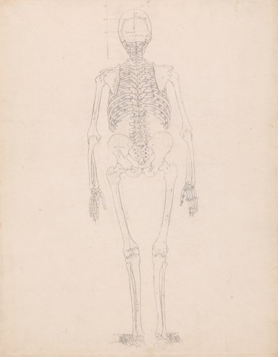 Étude de la Figure Humaine, Vue Postérieure, Diagramme pour Clé de la Table II, d