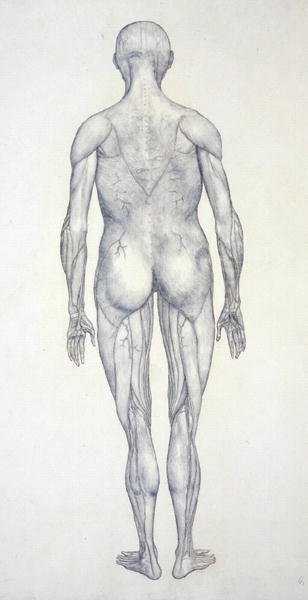 Étude de la figure humaine, vue postérieure, d