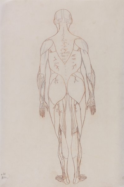 Étude de la figure humaine, vue postérieure, d