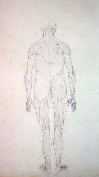 Étude de la figure humaine, vue postérieure, d
