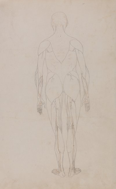Étude de la figure humaine, vue postérieure, d