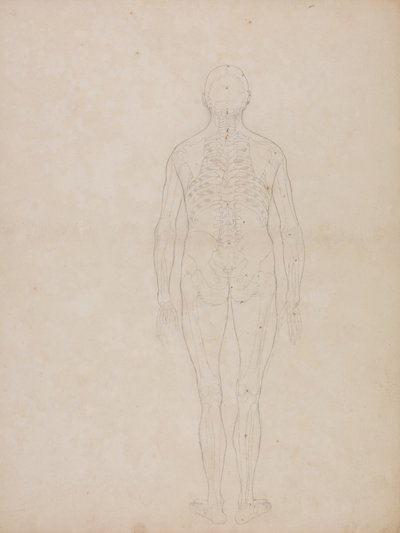 Étude de la figure humaine, vue postérieure, d