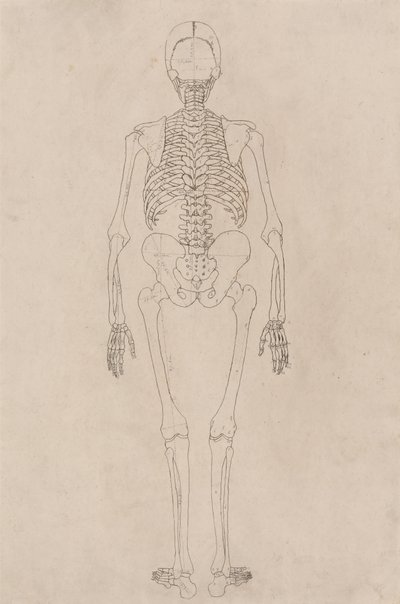 Étude de la Figure Humaine, Vue Postérieure, d