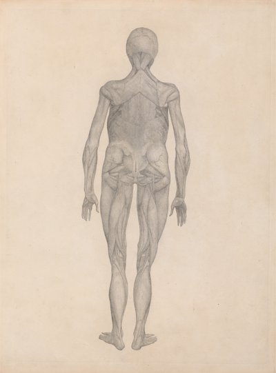 Étude de la Figure Humaine, Vue Postérieure, avec la peau et les tissus fasciaux sous-jacents enlevés, d