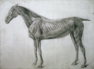 Étude des muscles : dessin écorché vu de flanc, de la 13e table anatomique, de l