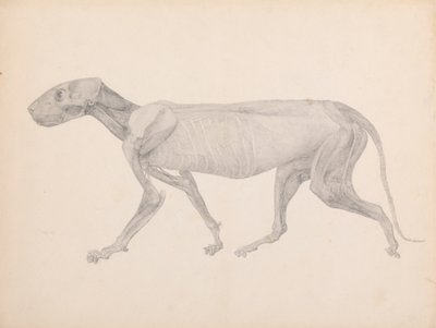 Corps de Tigre, Vue Latérale - George Stubbs