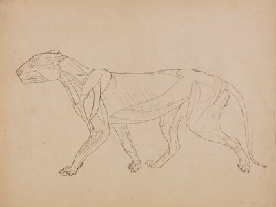 Corps de tigre, vue latérale (probablement réalisé comme base pour une figure clé) - George Stubbs