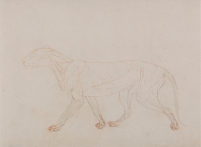 Corps de tigre, vue latérale (montre la troisième étape de la dissection) - George Stubbs