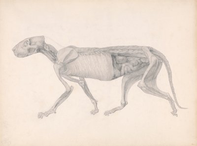 Corps de Tigre, Vue Latérale (Étude pour une table non publiée ; montre un stade avancé de dissection) - George Stubbs