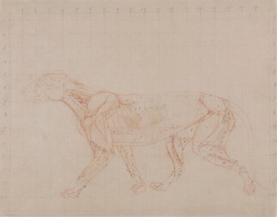 Corps de tigre, vue latérale (étude de la quatrième étape de la dissection montrant les muscles plus profonds) - George Stubbs