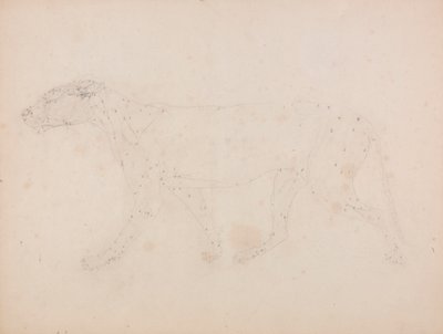 Corps de tigre, vue latérale (étude des muscles pour la figure clé de la table IX) - George Stubbs