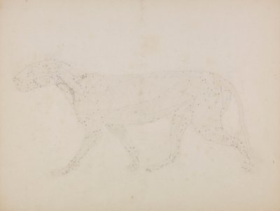 Corps de tigre, vue latérale (étude des couches supérieures des muscles et de leur apport sanguin préparée pour la figure clé de la table XIV) - George Stubbs