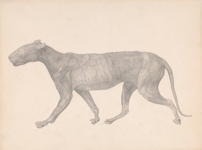 Tigre, vue latérale, avec peau et tissu enlevés (étude finie pour la table IX) - George Stubbs