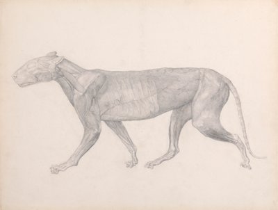 Tigre, vue latérale, avec le tissu conjonctif recouvrant les muscles enlevé (étude finie pour la table XIV) - George Stubbs