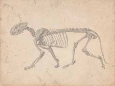Squelette de tigre, vue latérale (étude finie pour la table IV) - George Stubbs