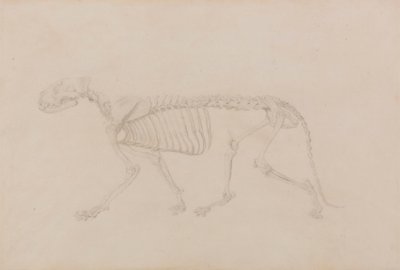 Squelette de tigre, vue latérale (étude très finie pour la table IV) - George Stubbs
