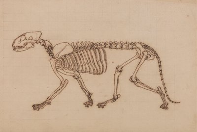 Squelette de Tigre, Vue Latérale - George Stubbs