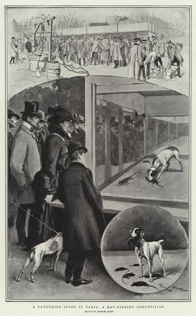 Un sport favori à Paris, une compétition de chasse aux rats - Georges Bertin Scott