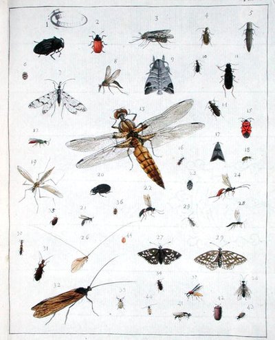 Divers insectes, planche III de 