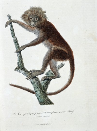 Histoire naturelle : tableau zoologique représentant Semnopithèque pyrrhus ; Semnopithecus pyrrhus (d
