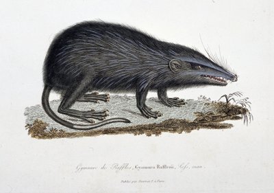 Histoire naturelle : tableau zoologique représentant le Gymnure de Raffles, Gymnura Rafflesii, Lefs, homme - dans « Œuvres complètes de Buffon » par le naturaliste Georges Louis Leclerc, Comte de Buffon (1707 - 1788). Gravure de 1837 - Georges Louis Leclerc