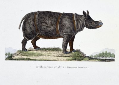 Histoire naturelle : tableau zoologique représentant le Rhinocéros de Java (Rhinoceros Javanicus) - dans « Œuvres complètes de Buffon » par le naturaliste Georges Louis Leclerc, Comte de Buffon (1707 - 1788). Gravure de 1837 - Georges Louis Leclerc