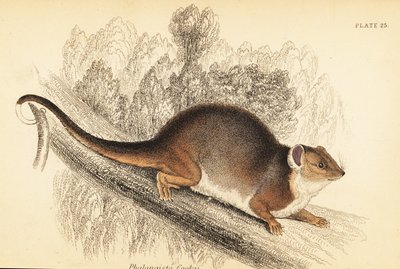 Possum à queue en anneau, Pseudocheirus peregrinus (gravure) - Georges Robert Waterhouse