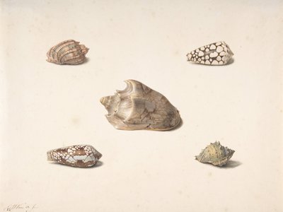 Cinq coquillages, n.d. - Georgius Jacobus Johannes van Os