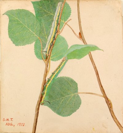Chenille "à dos de miroir", étude pour le livre Concealing Coloration in the Animal Kingdom - Gerald H. Thayer
