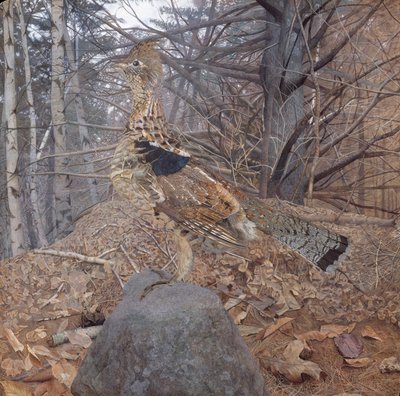 Gélinotte huppée mâle dans la forêt, 1907-08 - Gerald Thayer