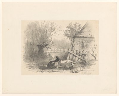 Deux chèvres et un mouton près d