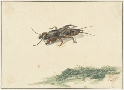 Insecte - Gerard Sanders