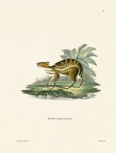 Chevrotain africain - German School