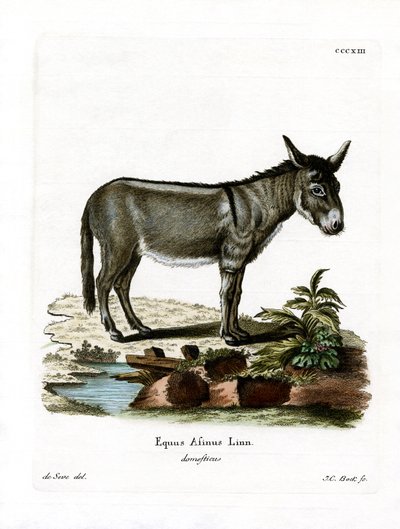 Âne sauvage africain - German School