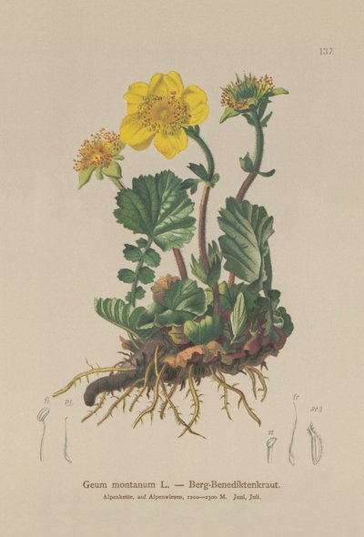 Benoîte des montagnes (Geum montanum) - German School