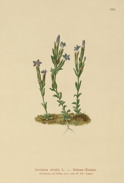 Gentiane des neiges (Gentiana nivalis) - German School