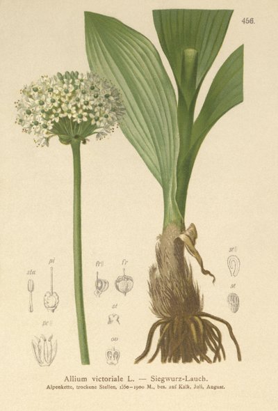 Ail victorial (Allium victorialis, Allium victoriale, Cepa victorialis, Geboscon triphylum, Allium plantagineum, Allium anguinum) - German School