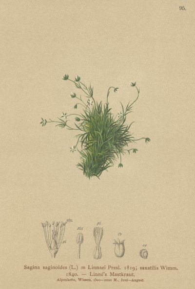 Sagine des Alpes (Sagina saginoides, Sagina Linnaei, Sagina saxatilis) - German School